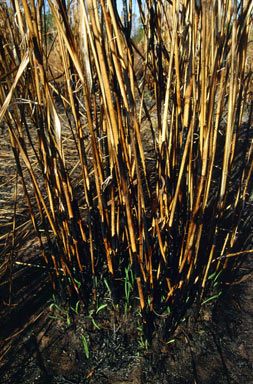 APII jpeg image of Andropogon gayanus 'Kent'  © contact APII