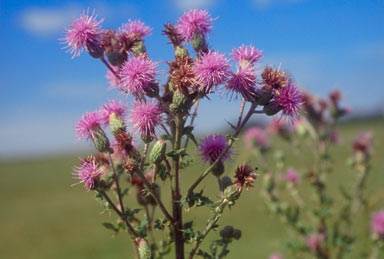 APII jpeg image of Cirsium arvense  © contact APII