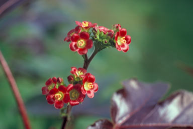 APII jpeg image of Jatropha gossypiifolia  © contact APII