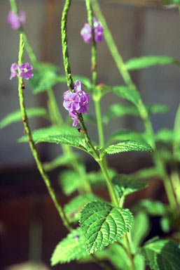 APII jpeg image of Stachytarpheta cayennensis  © contact APII