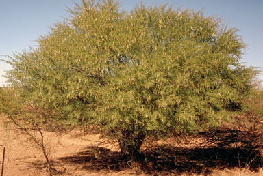 APII jpeg image of Vachellia nilotica  © contact APII