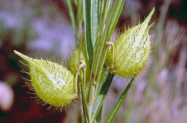 APII jpeg image of Gomphocarpus fruticosus  © contact APII