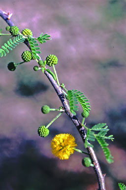 APII jpeg image of Vachellia farnesiana  © contact APII