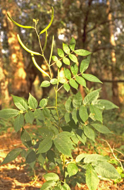 APII jpeg image of Senna occidentalis  © contact APII