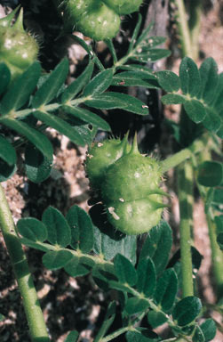 APII jpeg image of Tribulus cistoides  © contact APII