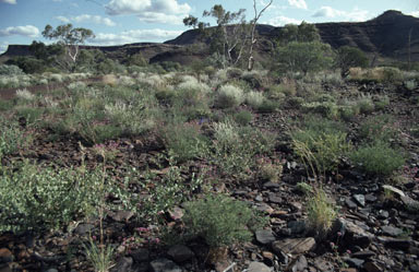 APII jpeg image of Gomphrena canescens subsp. canescens  © contact APII