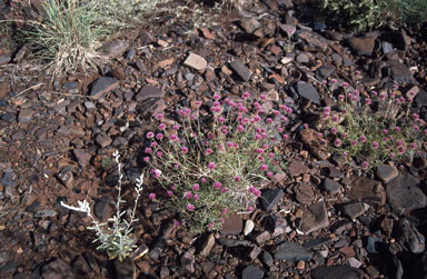 APII jpeg image of Gomphrena canescens subsp. canescens  © contact APII