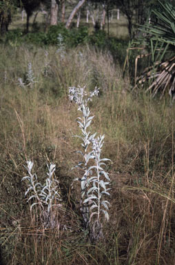 APII jpeg image of Trichodesma zeylanicum var. sericeum  © contact APII