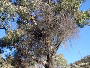 dead mistletoe, click to enlarge