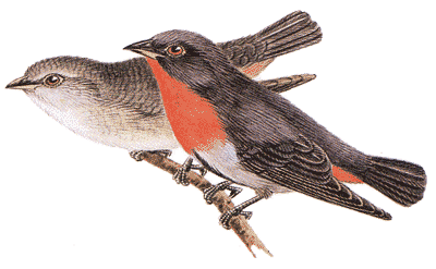 Mistletoe Bird, illust by Nevile Caley