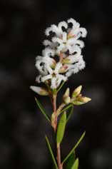 Leucopogon melaleucoides