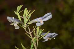 Prostanthera ringens