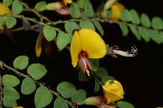 Bossiaea brownii