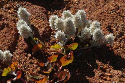 Ptilotus roei