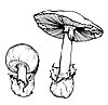 Amanita phalloides